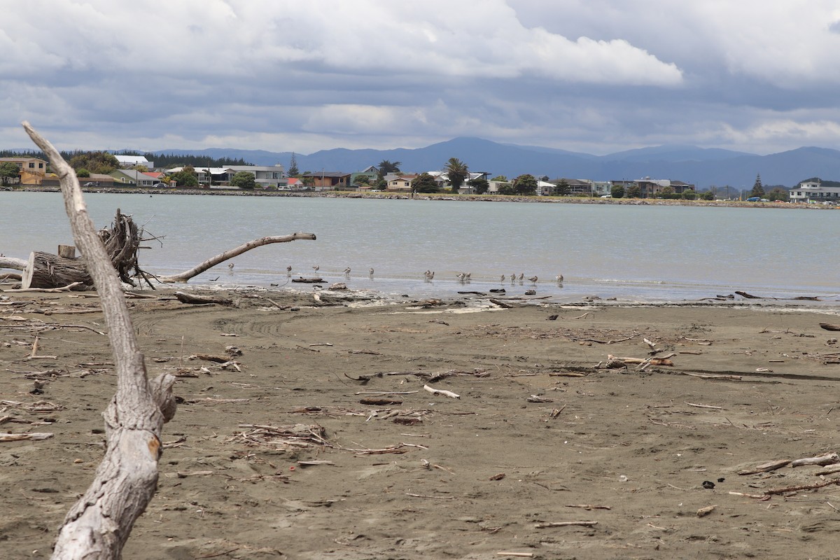Bar-tailed Godwit - ML628497451