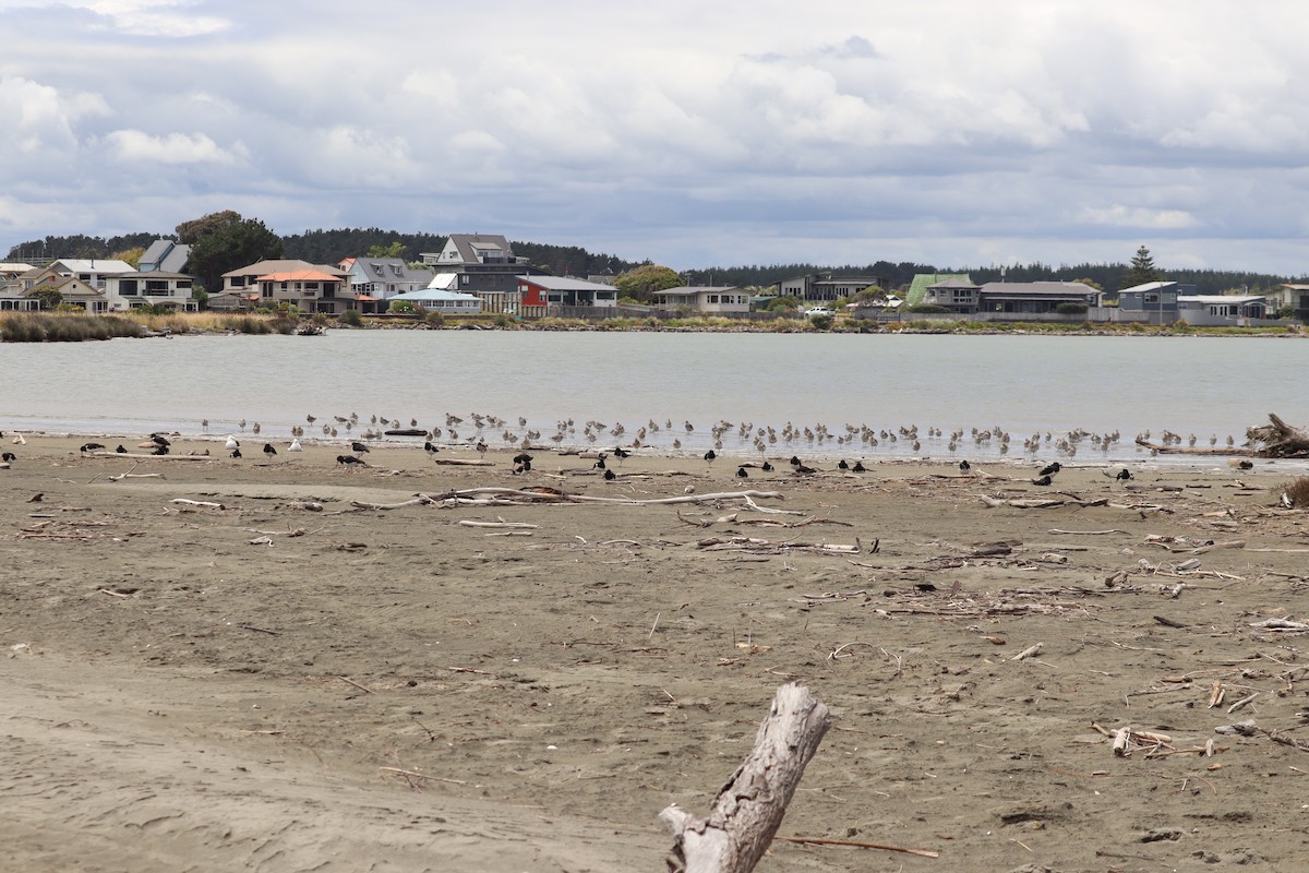Bar-tailed Godwit - ML628497453