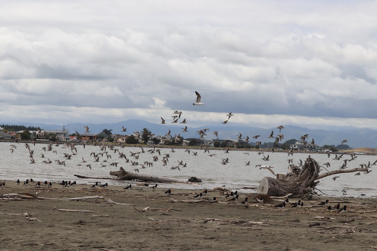 Bar-tailed Godwit - ML628497504