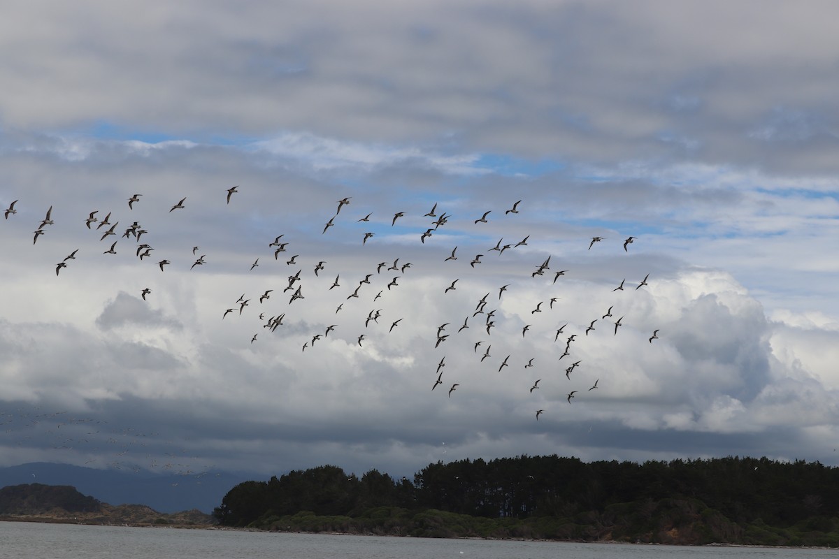 Red Knot - ML628497532