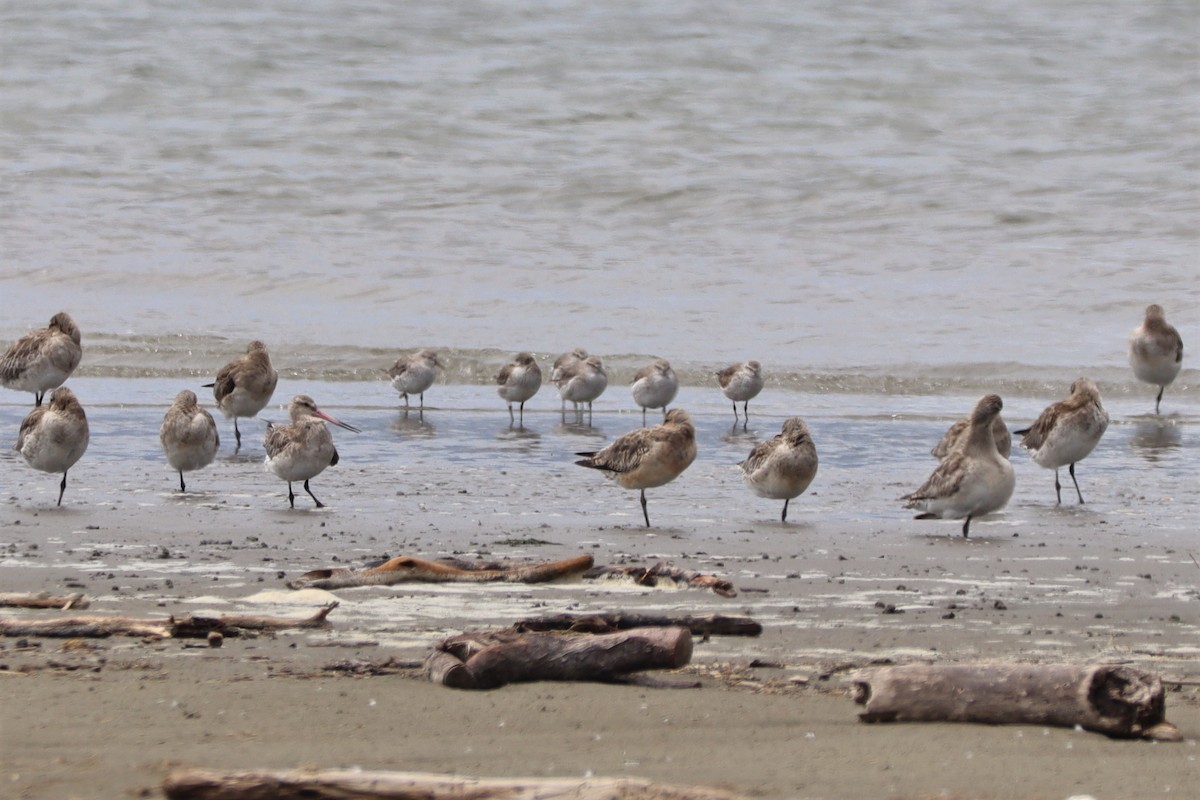 Red Knot - ML628497555