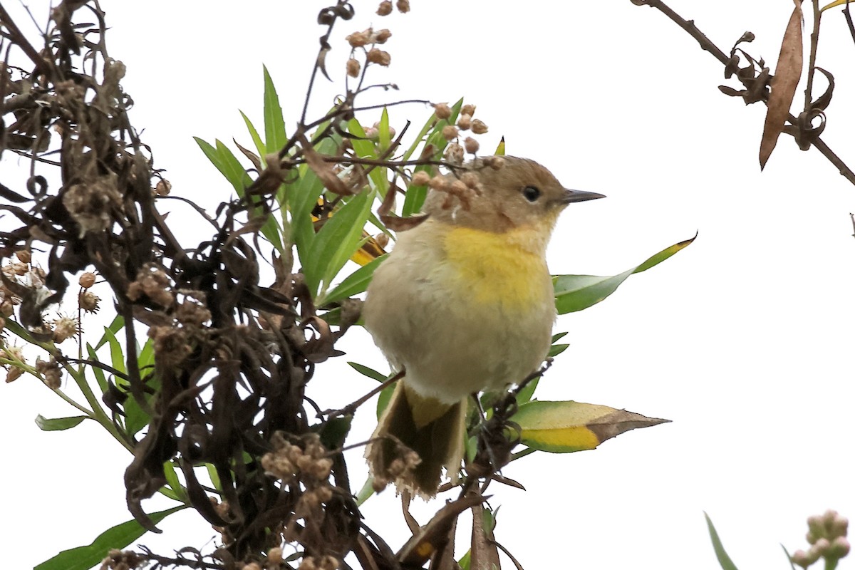 Common Yellowthroat - ML628497566