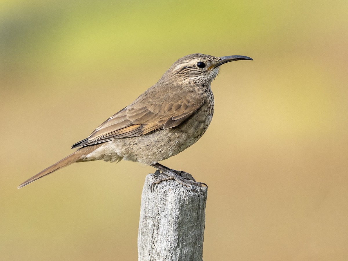 Scale-throated Earthcreeper - ML628497587
