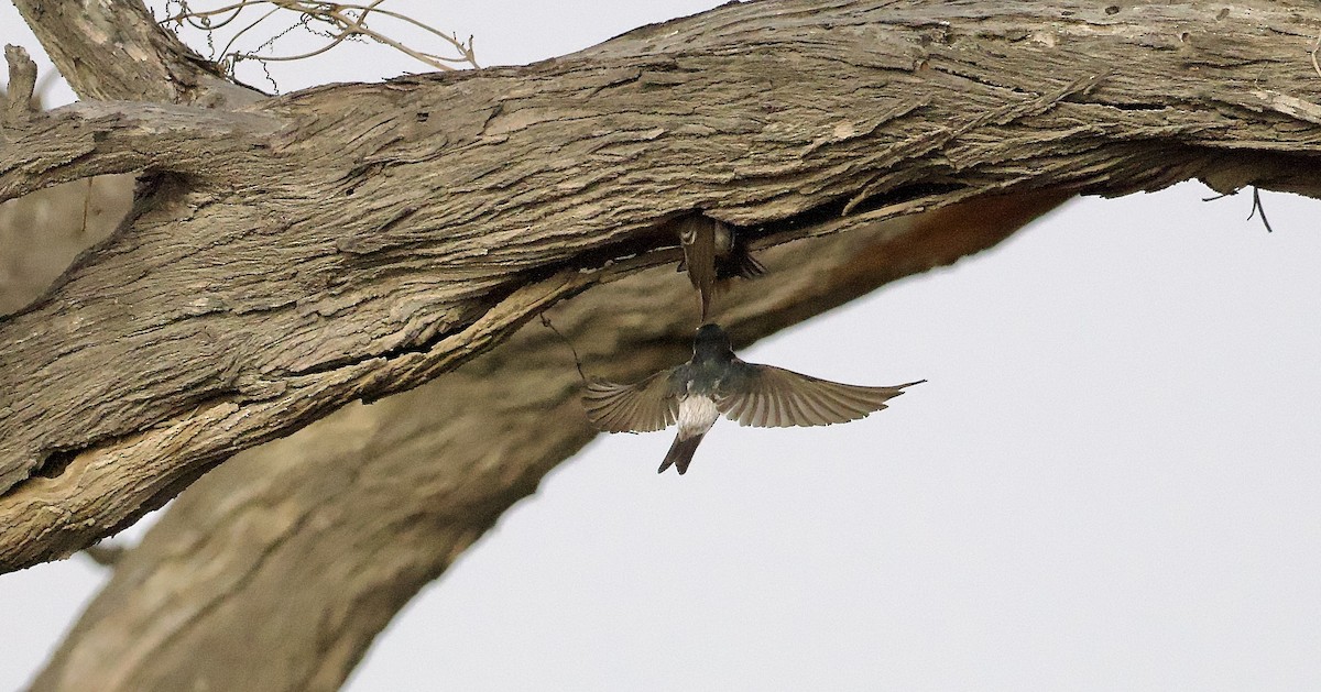 Tumbes Swallow - ML628497653