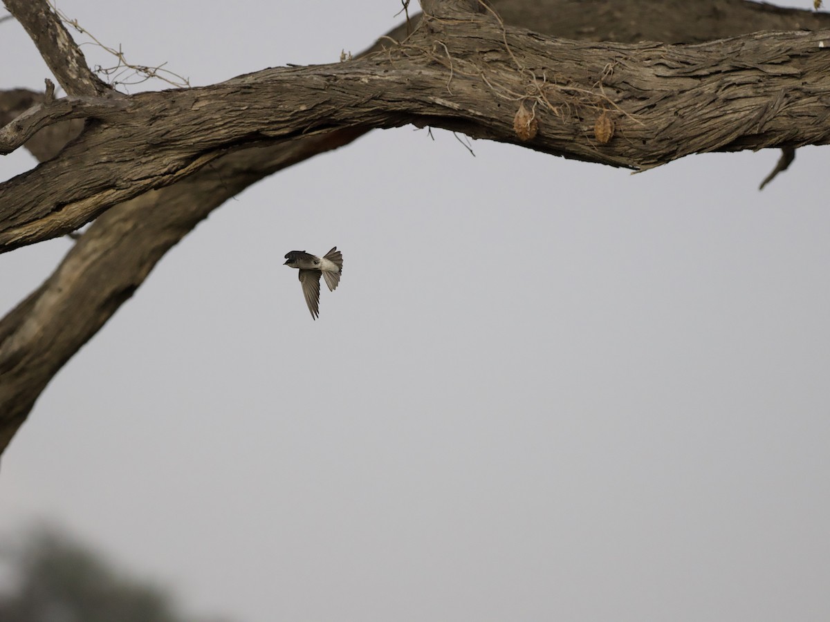Tumbes Swallow - ML628497654