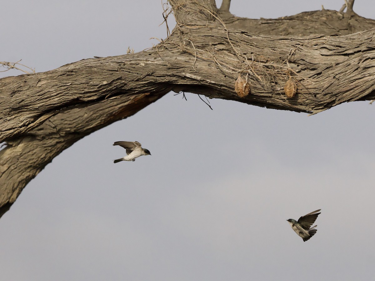 Tumbes Swallow - ML628497655