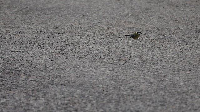 Green-backed Tit - ML628497692