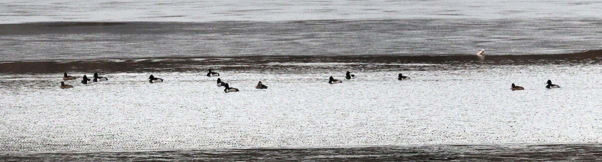 環頸潛鴨 - ML628497823