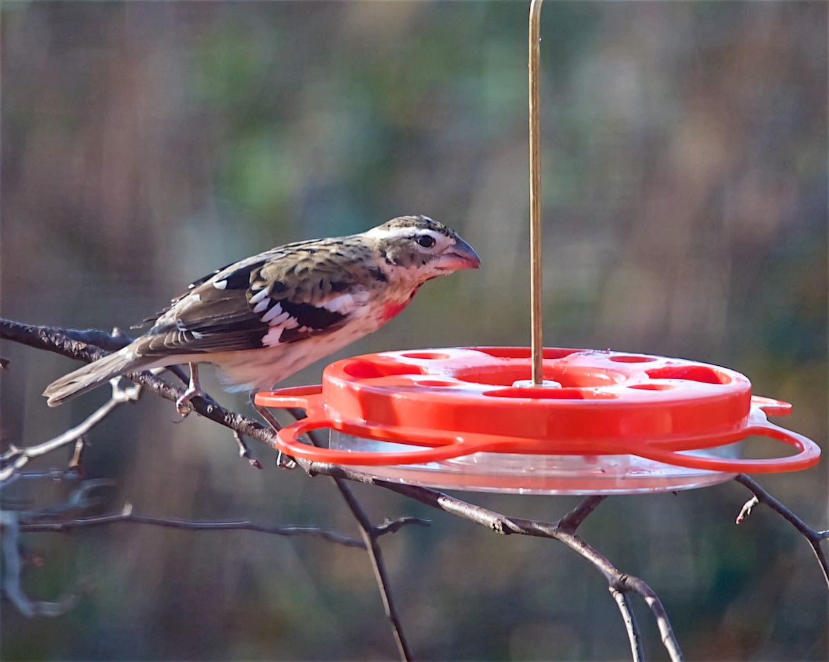 dlaskovec růžovoprsý - ML628497921