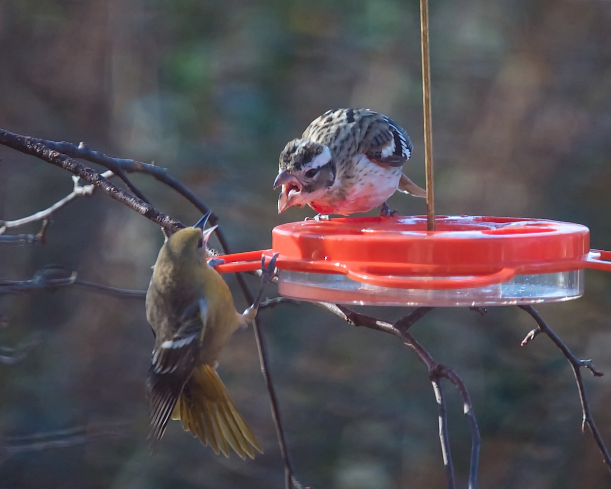 dlaskovec růžovoprsý - ML628497960