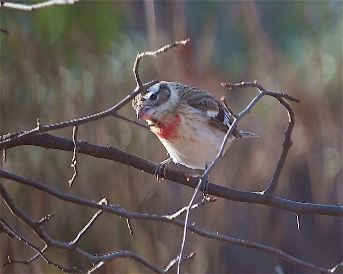 dlaskovec růžovoprsý - ML628497980