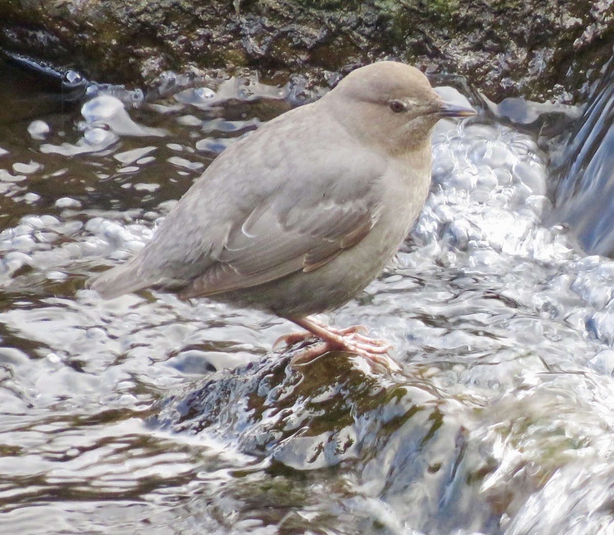 American Dipper - ML628498061