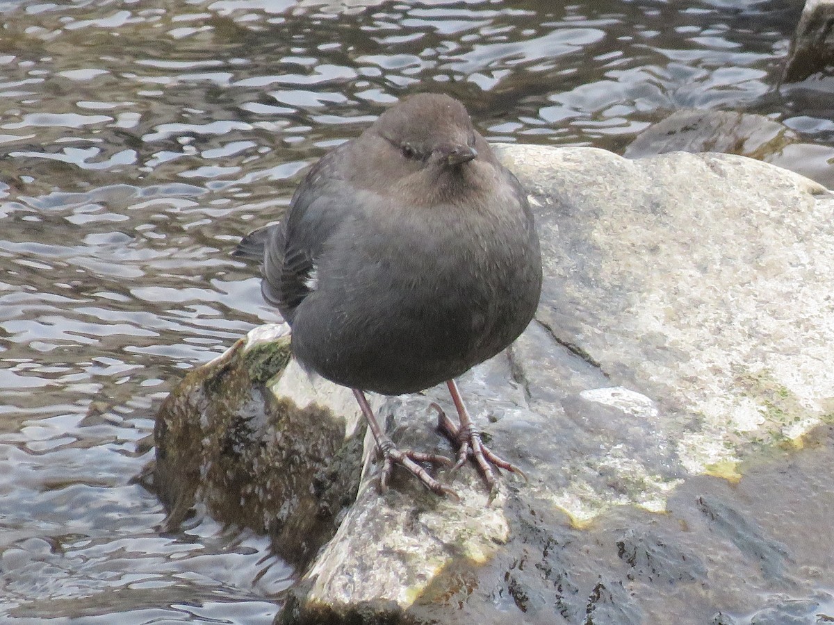 American Dipper - ML628498062