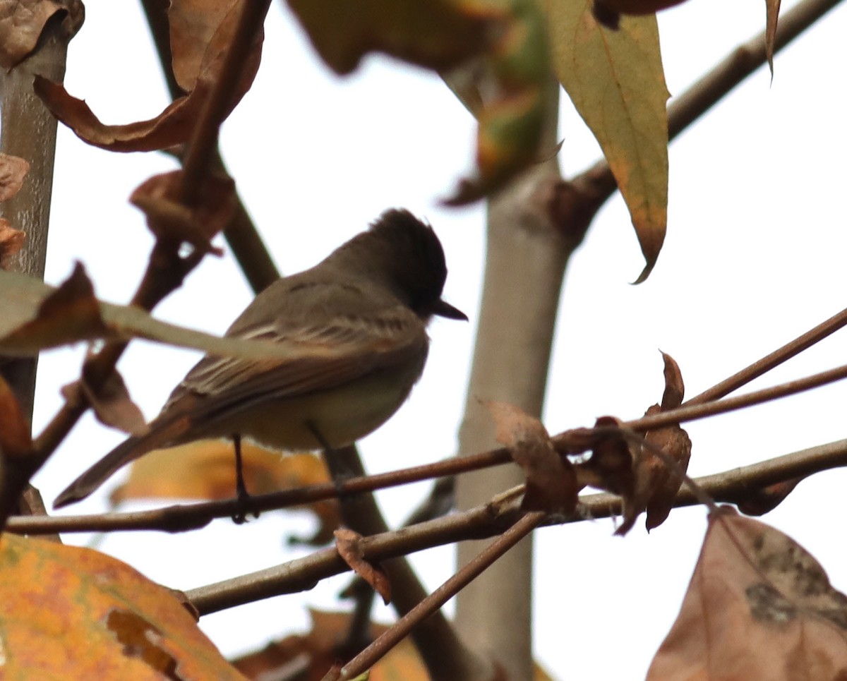 Dusky-capped Flycatcher - ML628498528