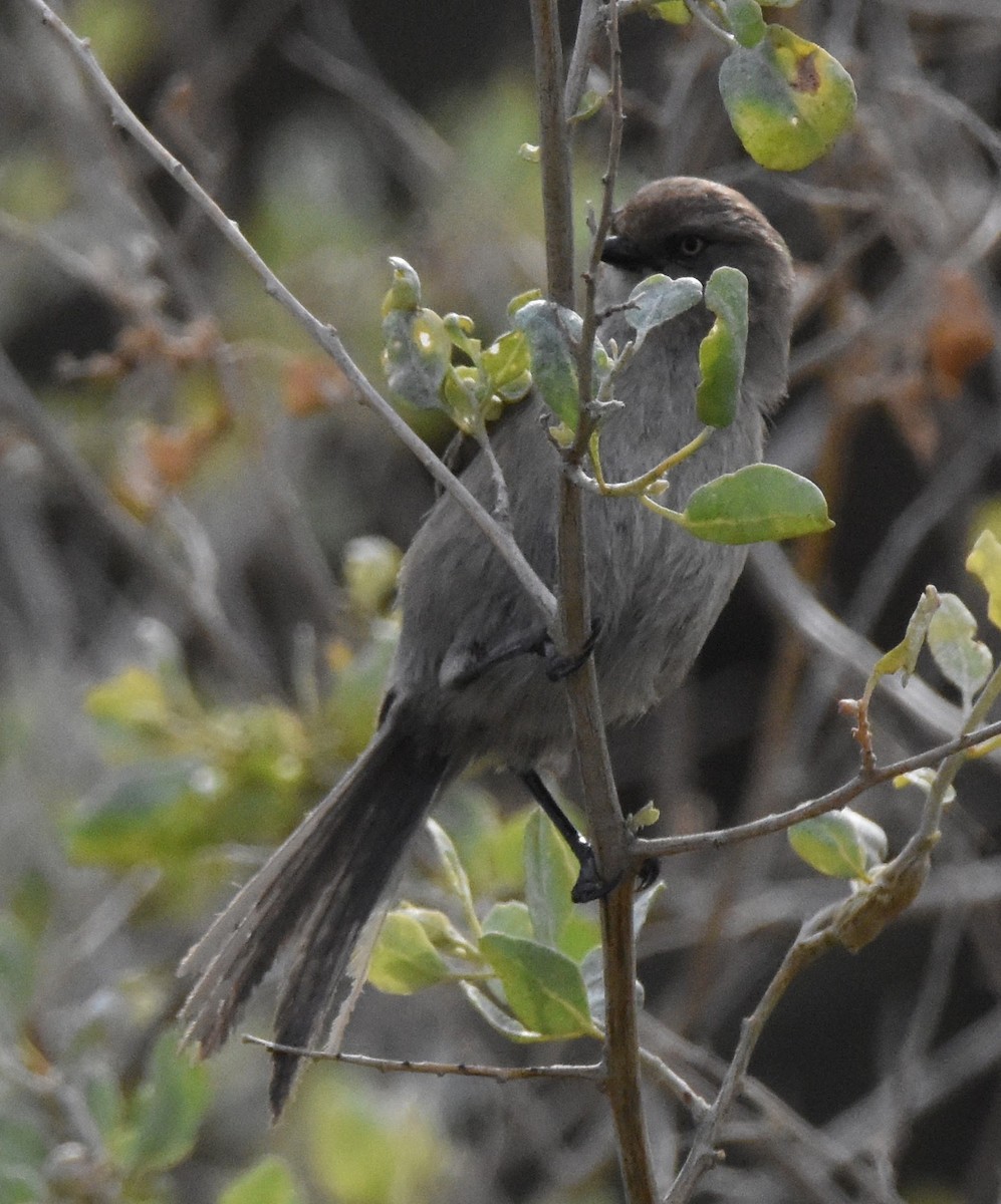 Wrentit - ML628498532