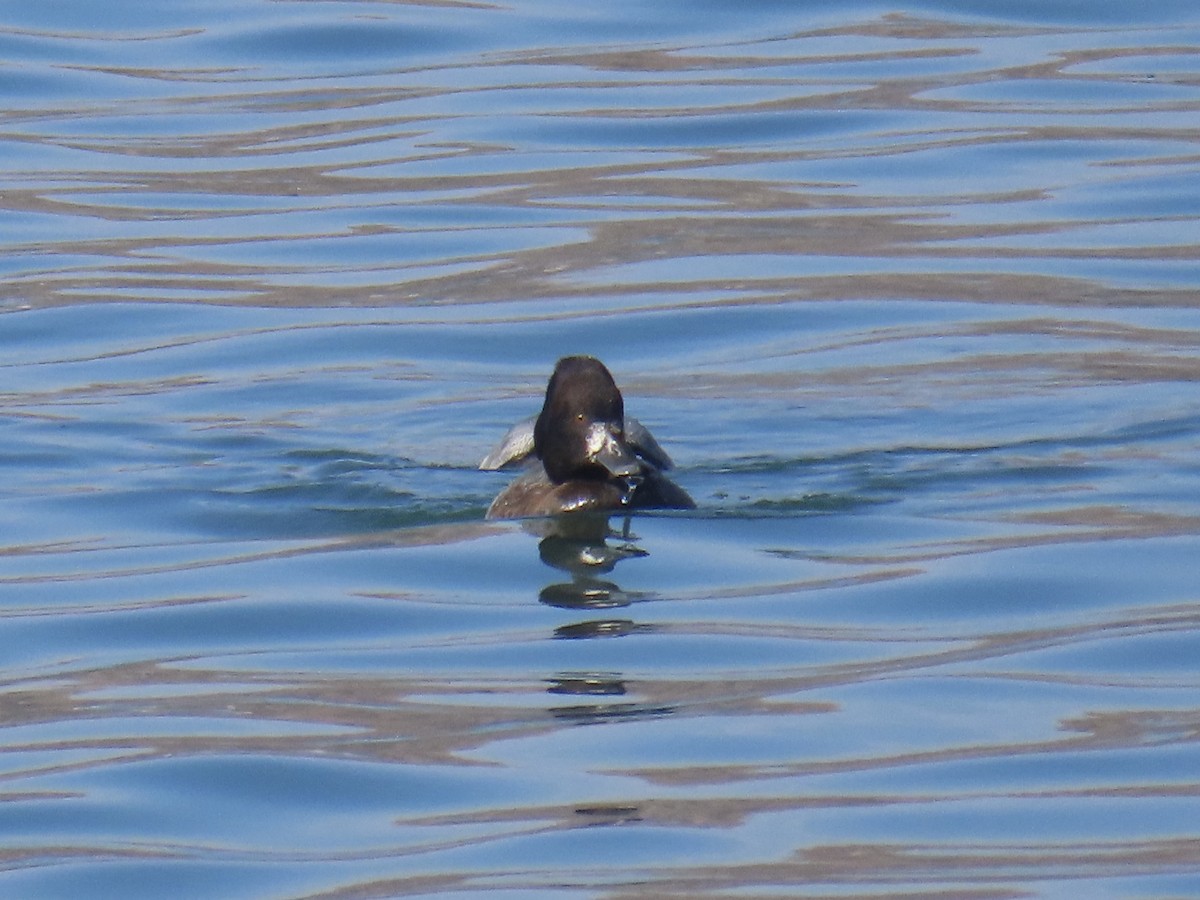 Lesser Scaup - ML628498545