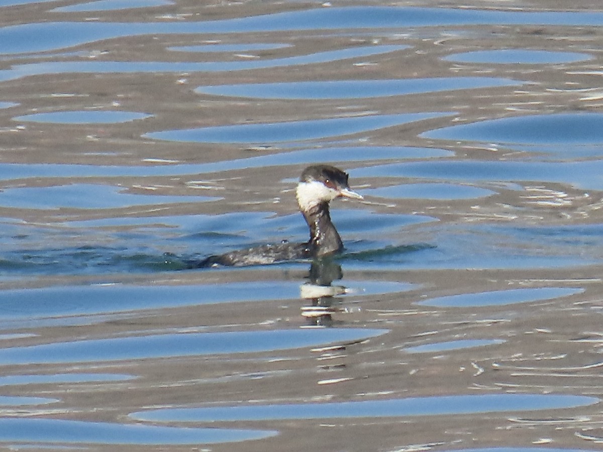 Horned Grebe - ML628498590