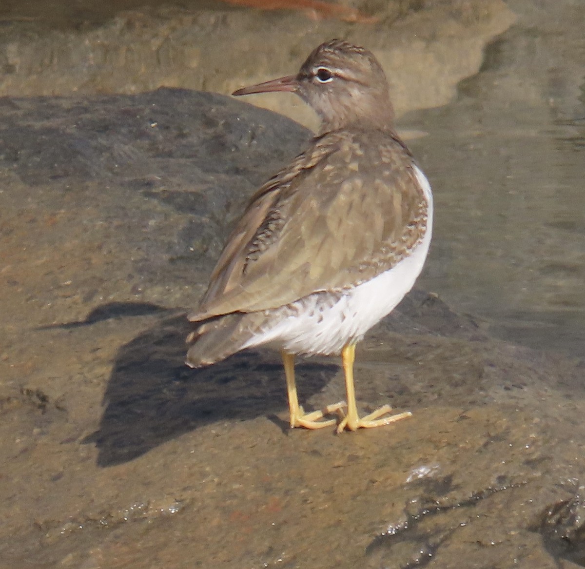 Spotted Sandpiper - ML628498678