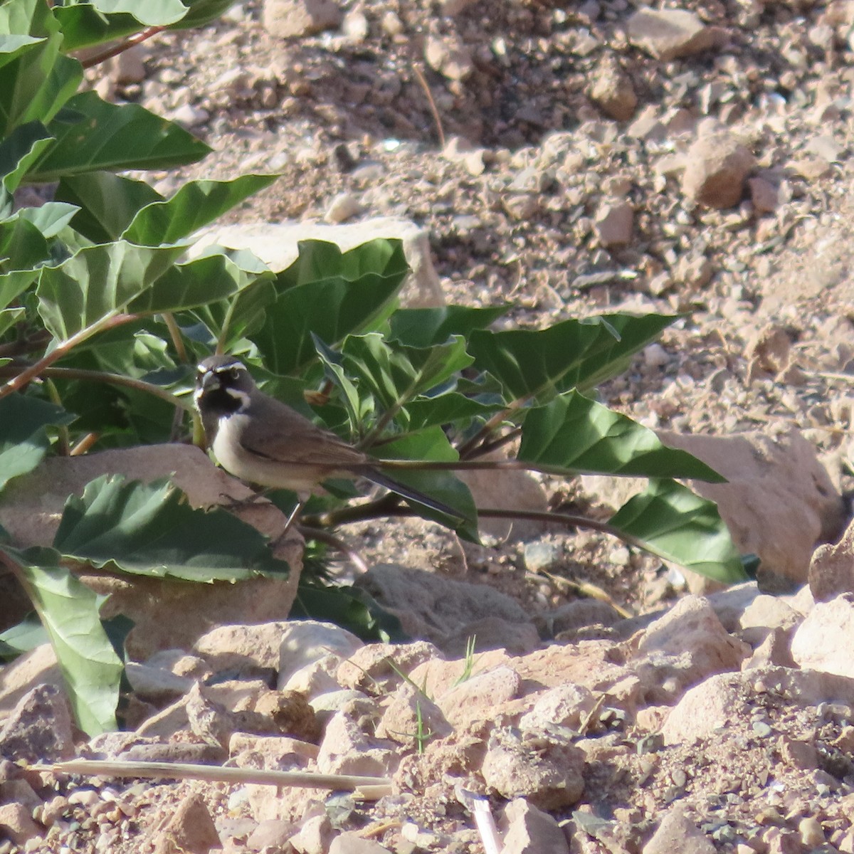 Black-throated Sparrow - ML628498949