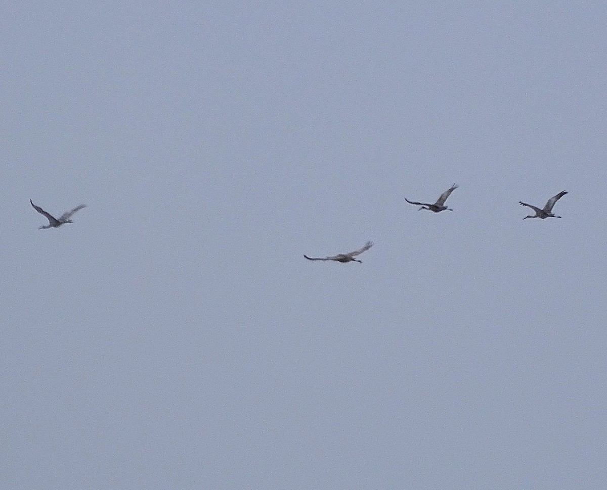 Grue du Canada - ML628498970