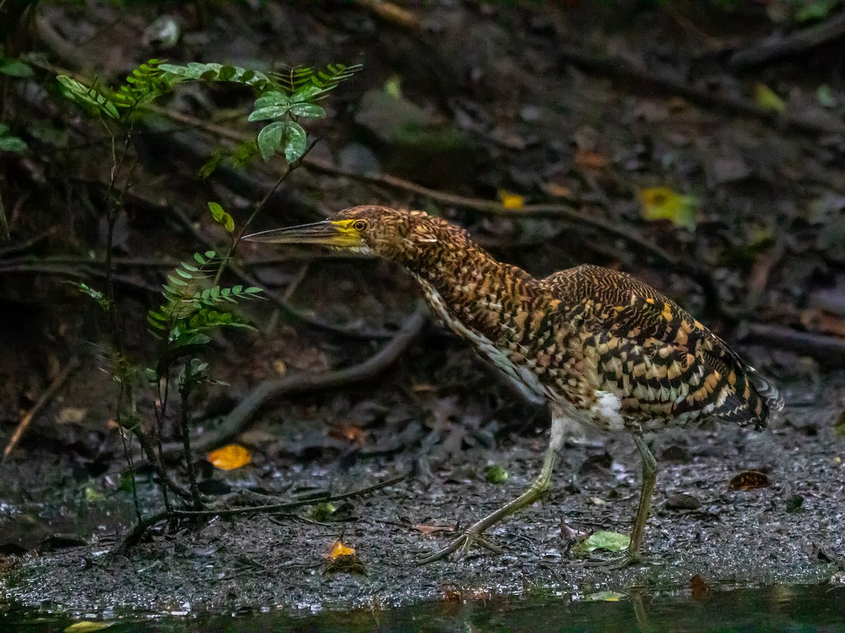 Rufescent Tiger-Heron - ML628499124