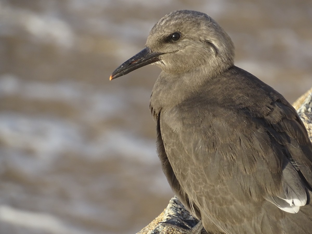 Inca Tern - ML628499138