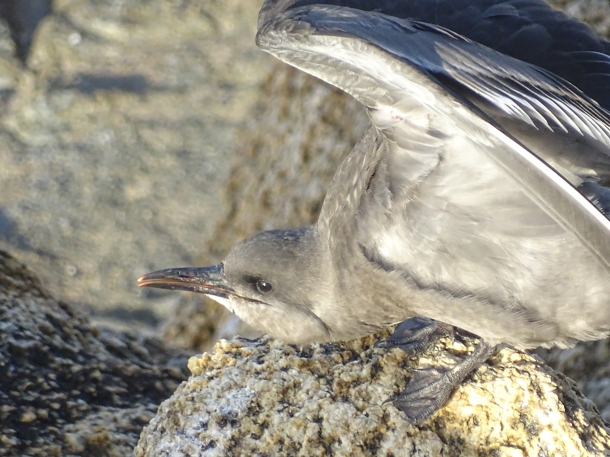 Inca Tern - ML628499401