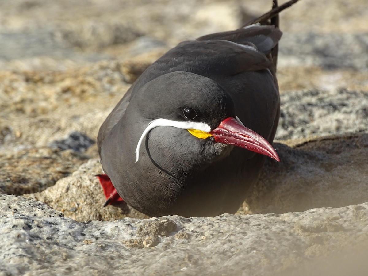 Inca Tern - ML628499408