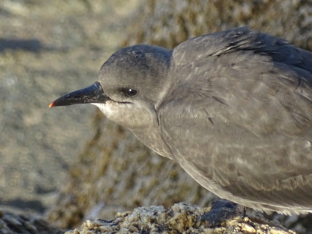 Inca Tern - ML628499443