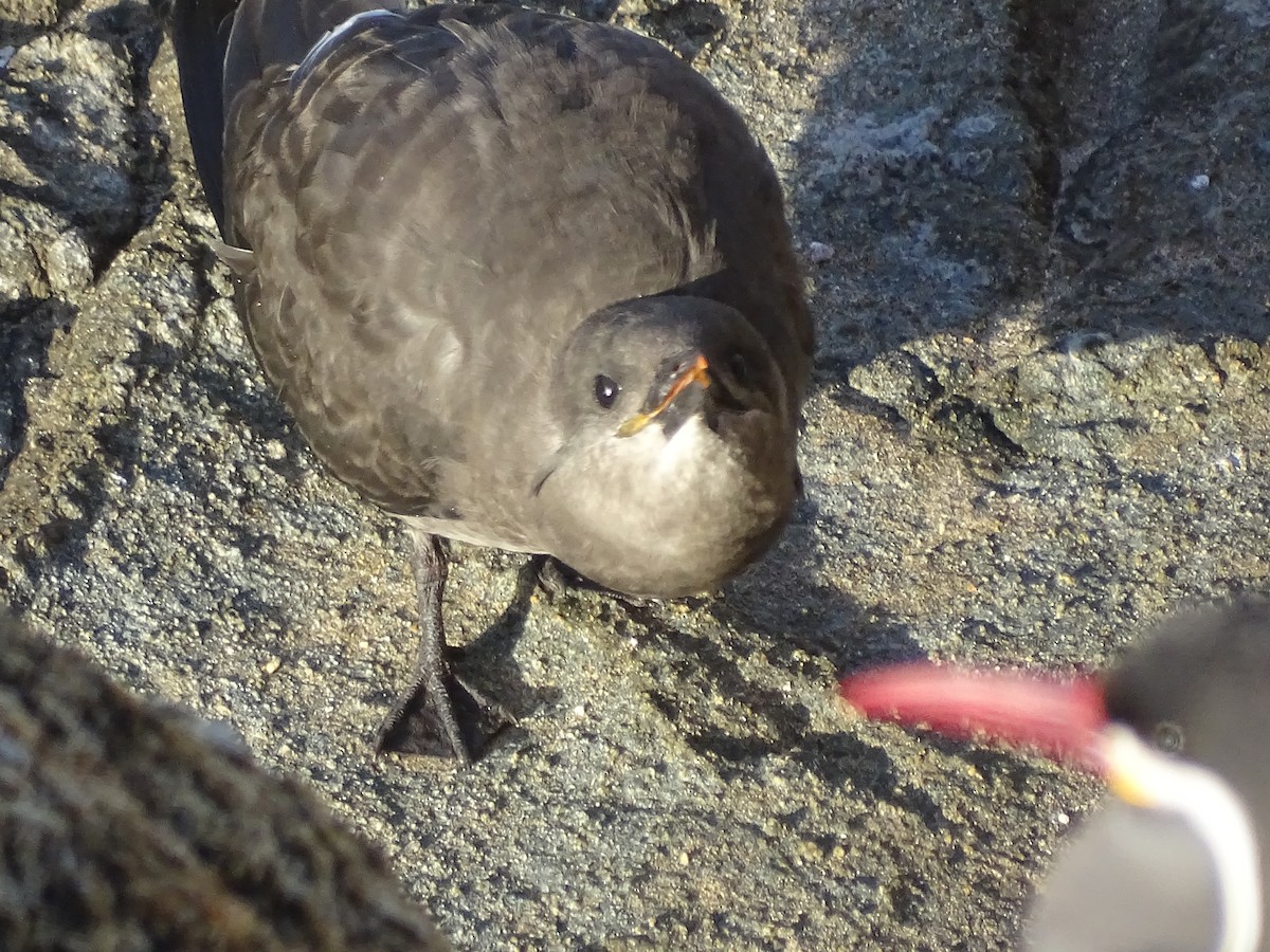 Inca Tern - ML628499451