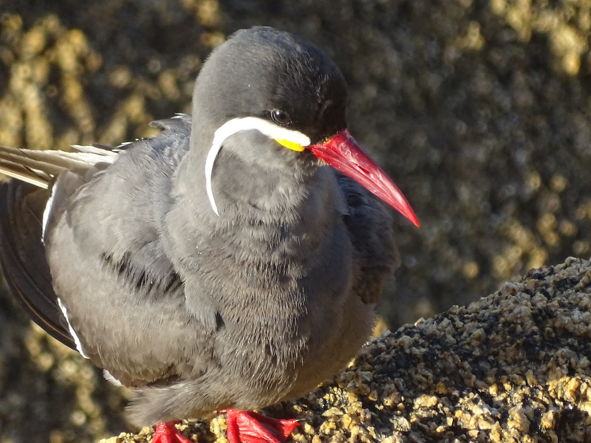 Inca Tern - ML628499461