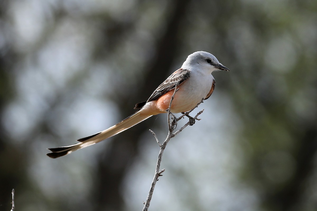 Scissor-tailed Flycatcher - ML628499554