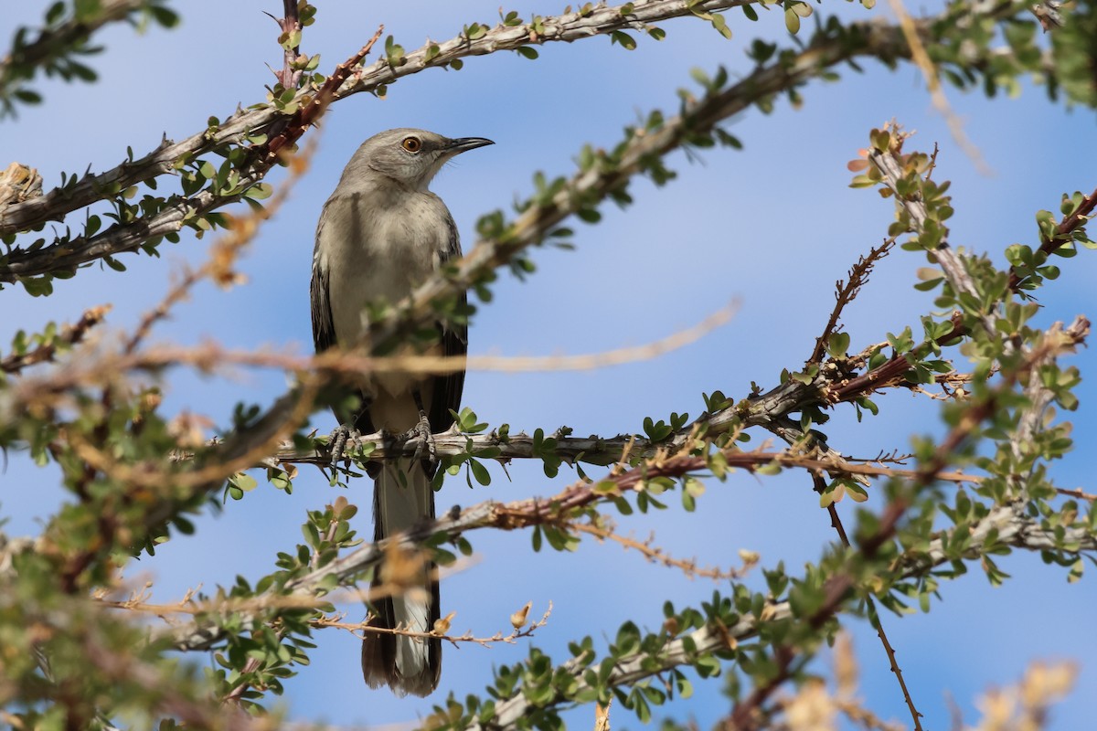 Northern Mockingbird - ML628499621