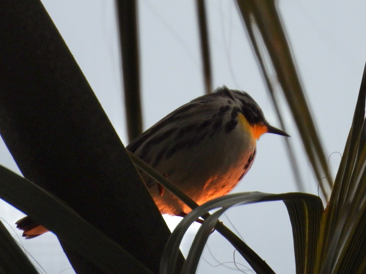 Yellow-throated Warbler - ML628499800