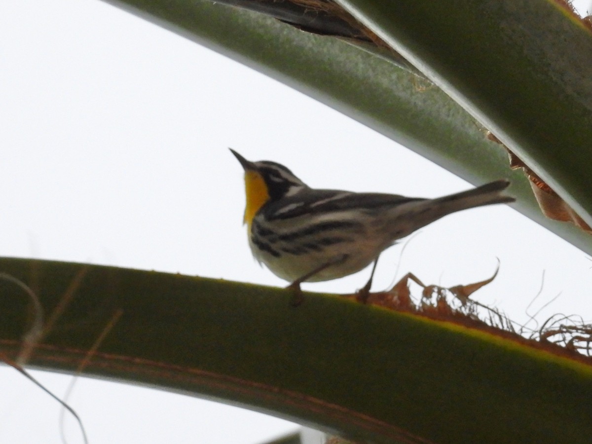 Yellow-throated Warbler - ML628499804