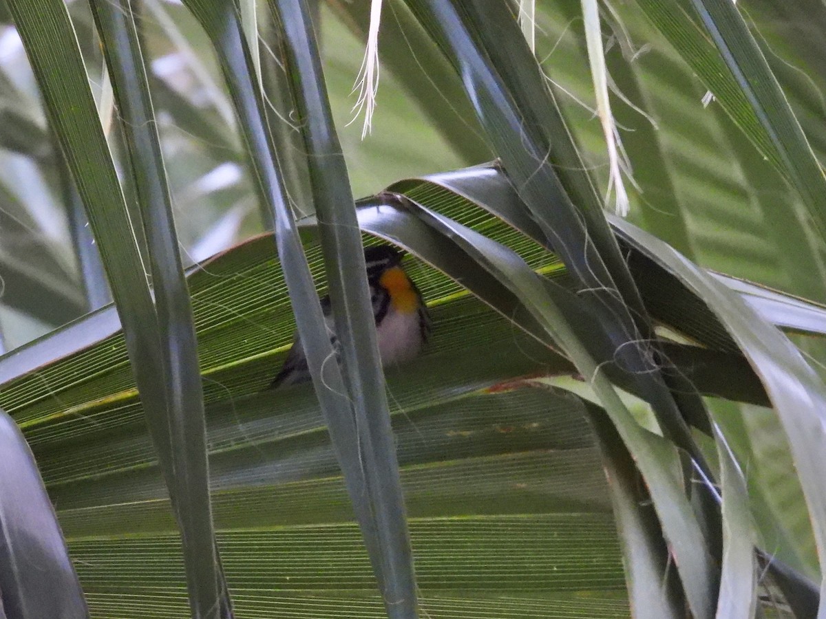 Yellow-throated Warbler - ML628499807