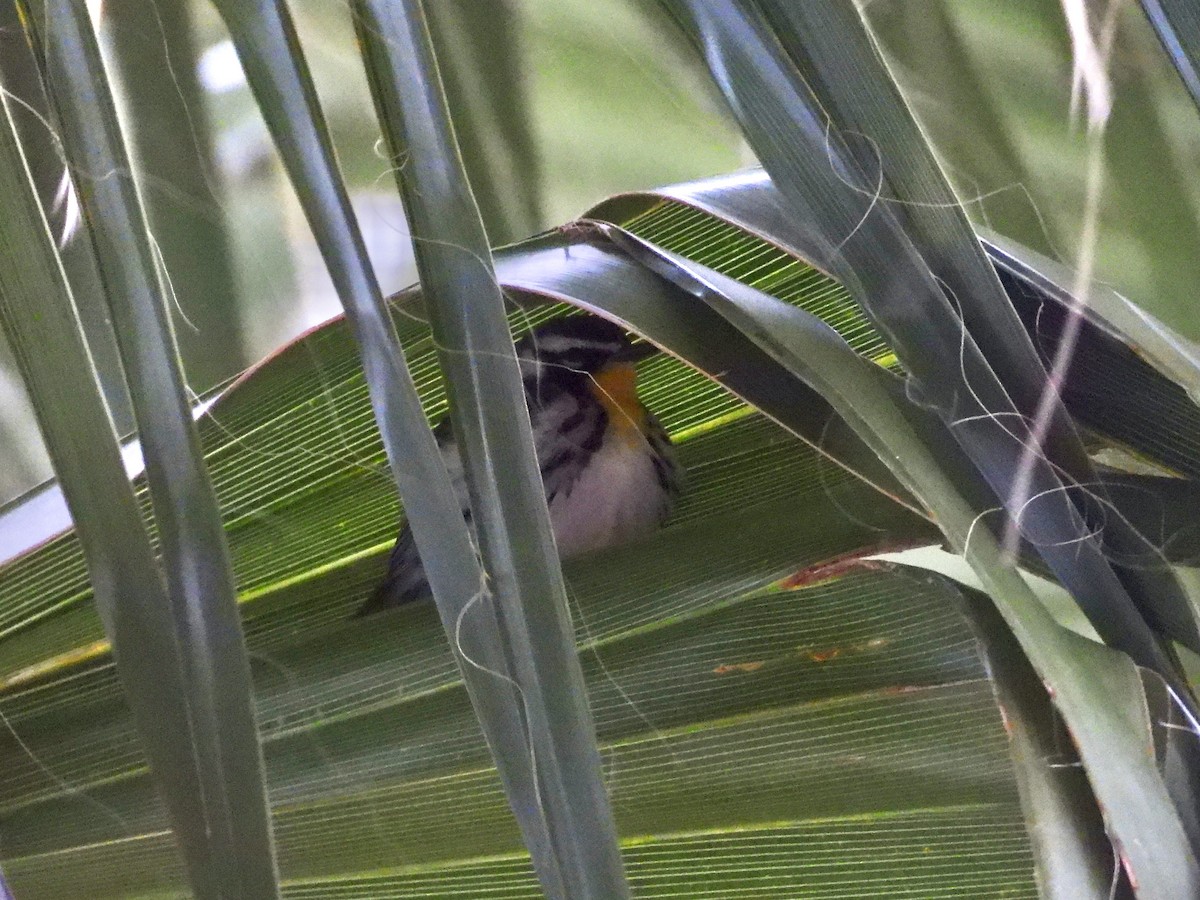 Yellow-throated Warbler - ML628499810