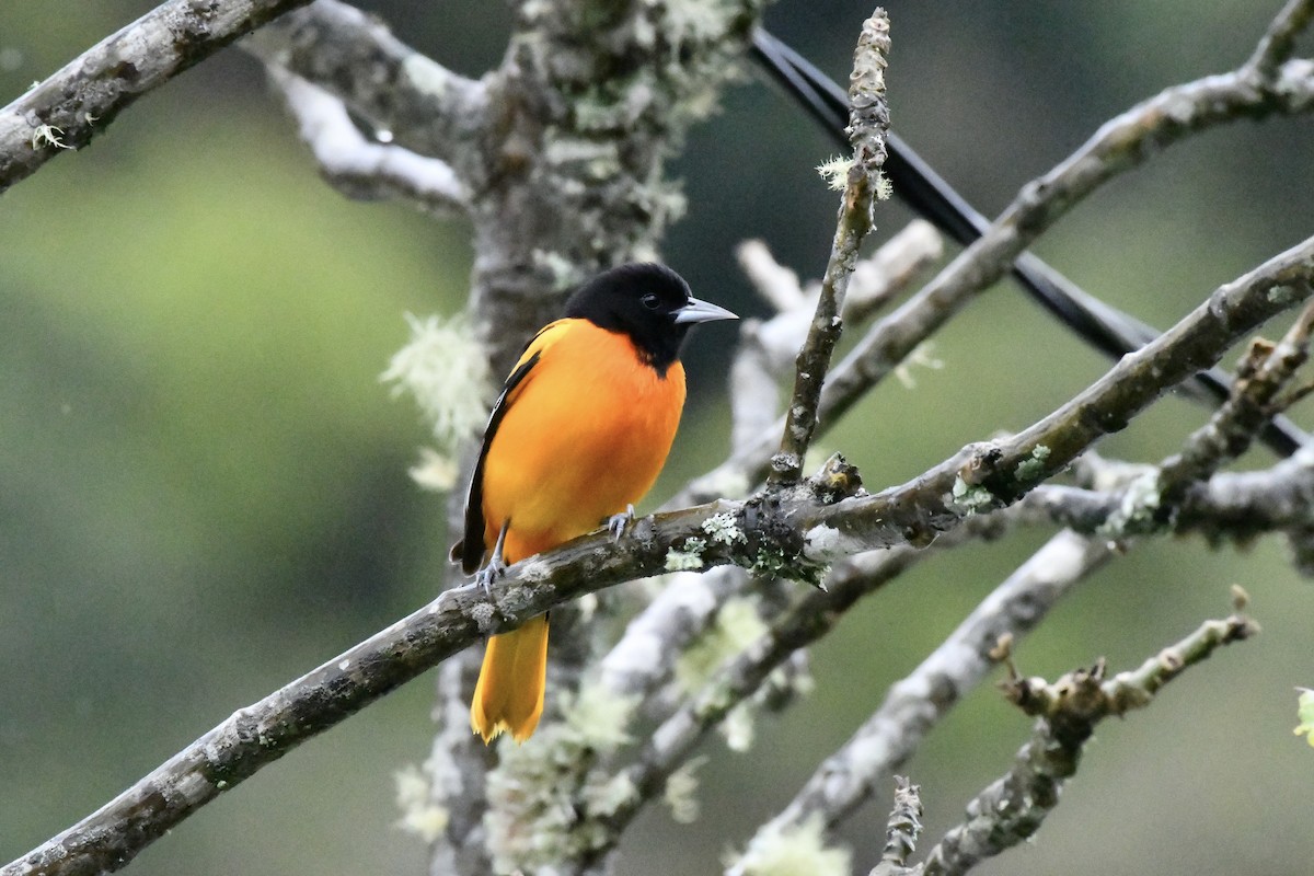 Baltimore Oriole - ML628499811