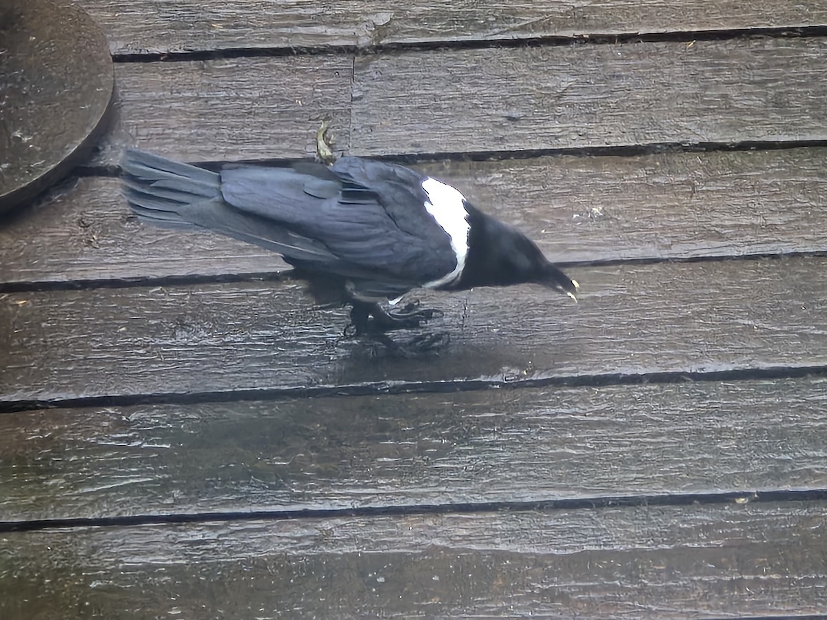 Pied Crow - Anonymous