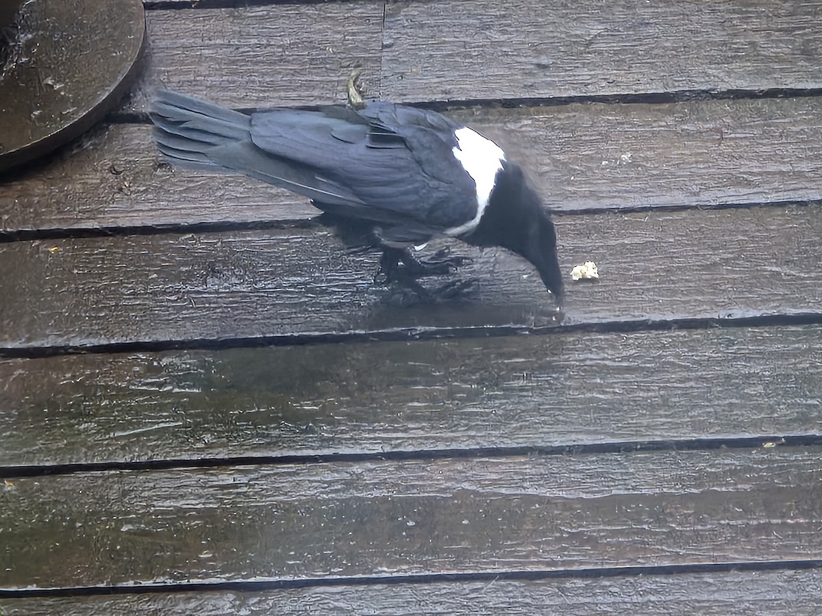 Pied Crow - ML628500036