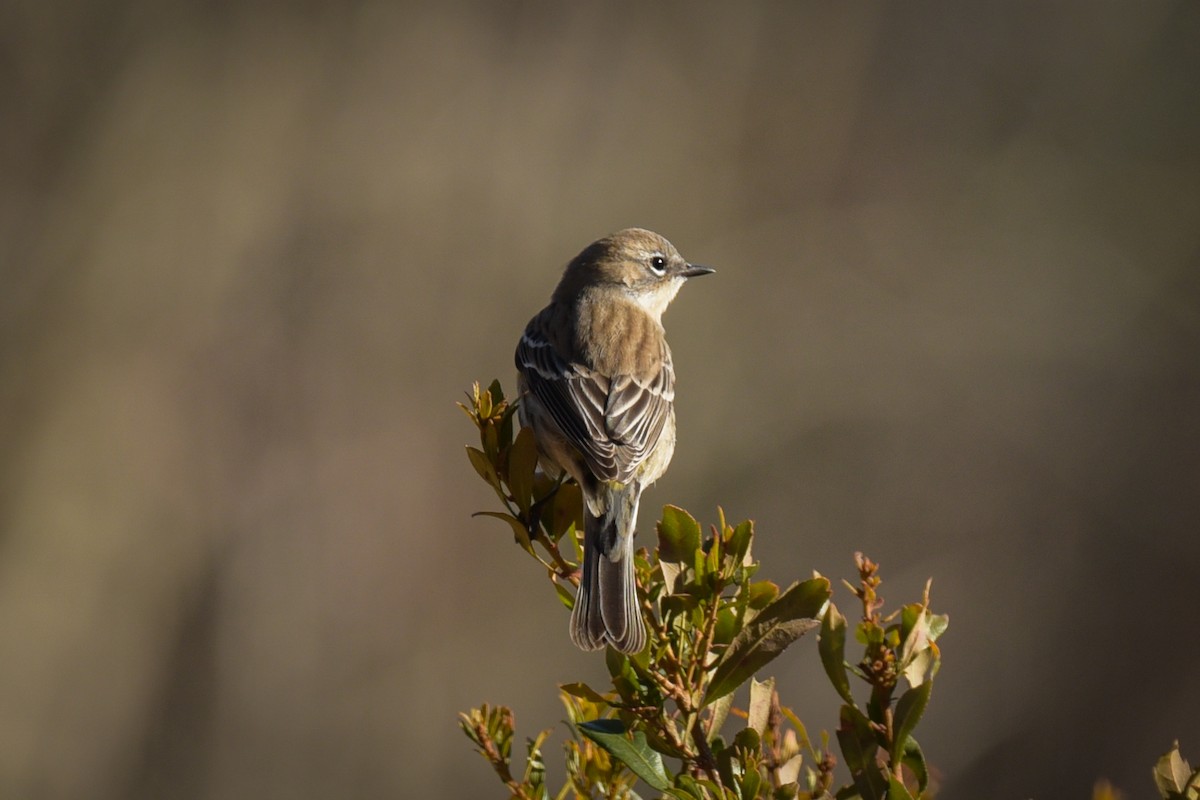 Reinita Coronada (coronata) - ML628500149