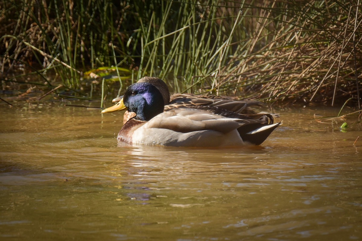 Canard colvert - ML628500166