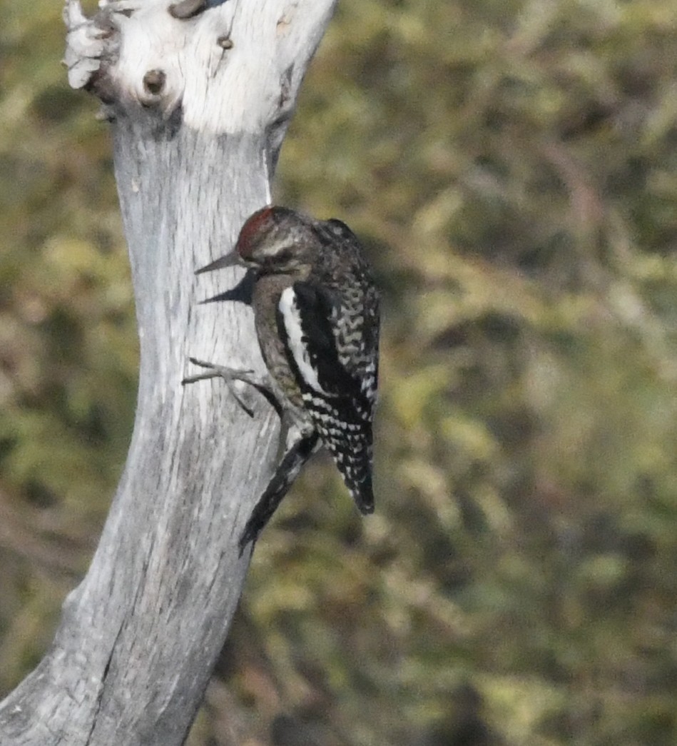 Yellow-bellied Sapsucker - ML628500310