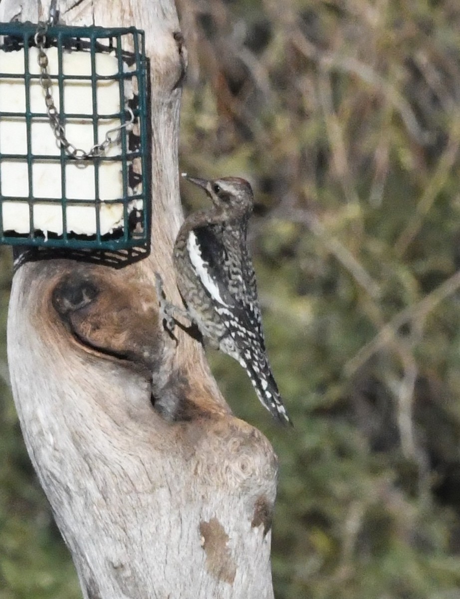 Yellow-bellied Sapsucker - ML628500366