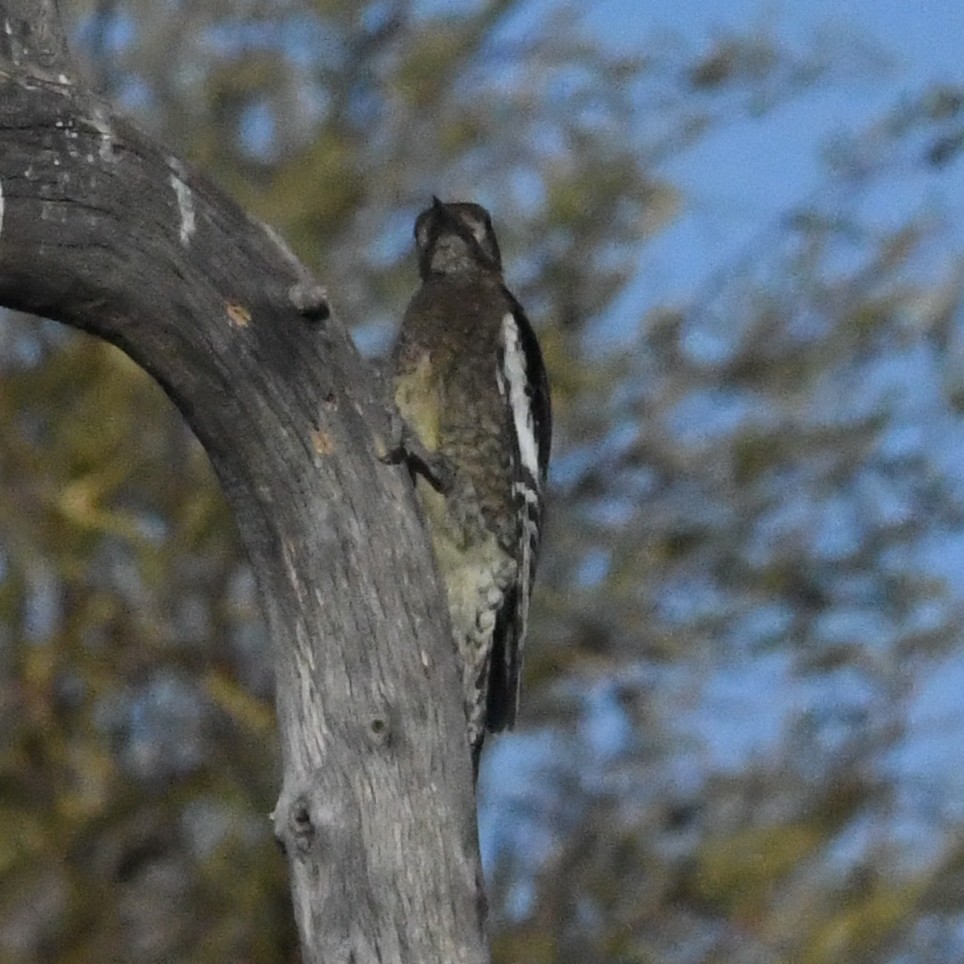 Yellow-bellied Sapsucker - ML628500397