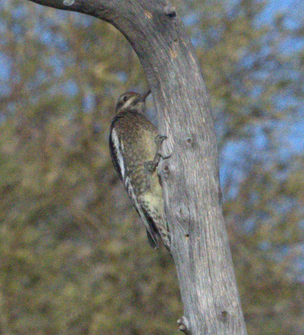 Yellow-bellied Sapsucker - ML628500424