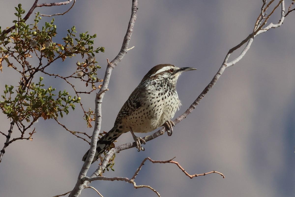 Cactus Wren - ML628500495