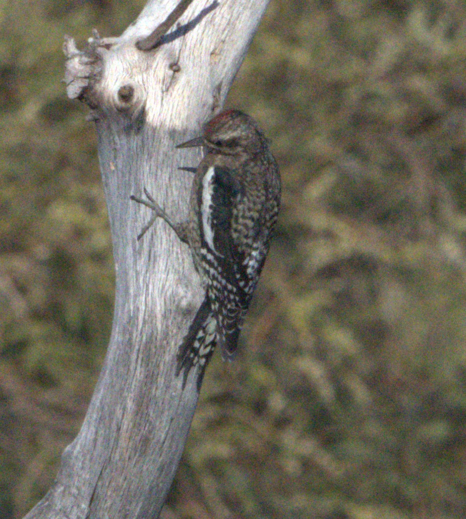 Yellow-bellied Sapsucker - ML628500532