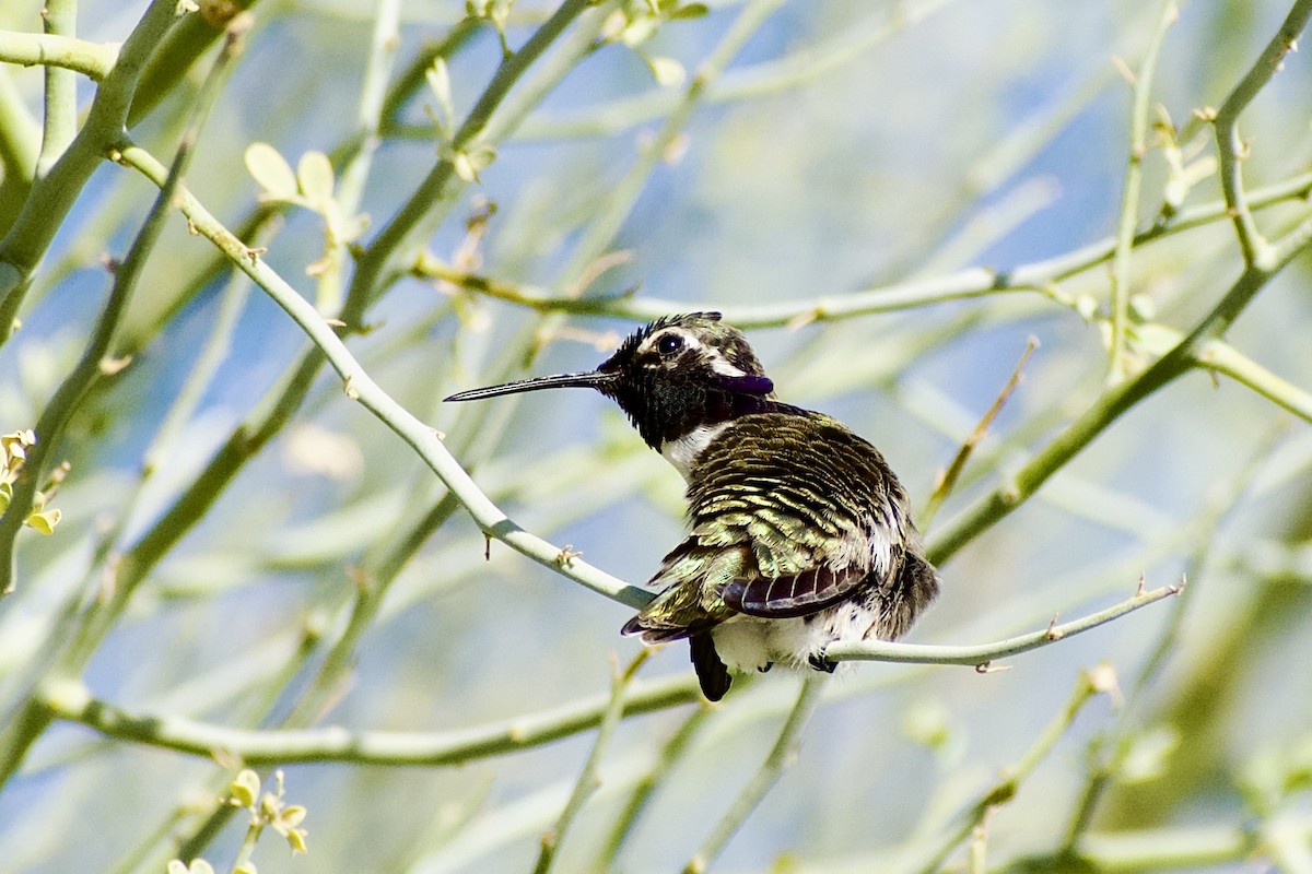 Colibri de Costa - ML628500579