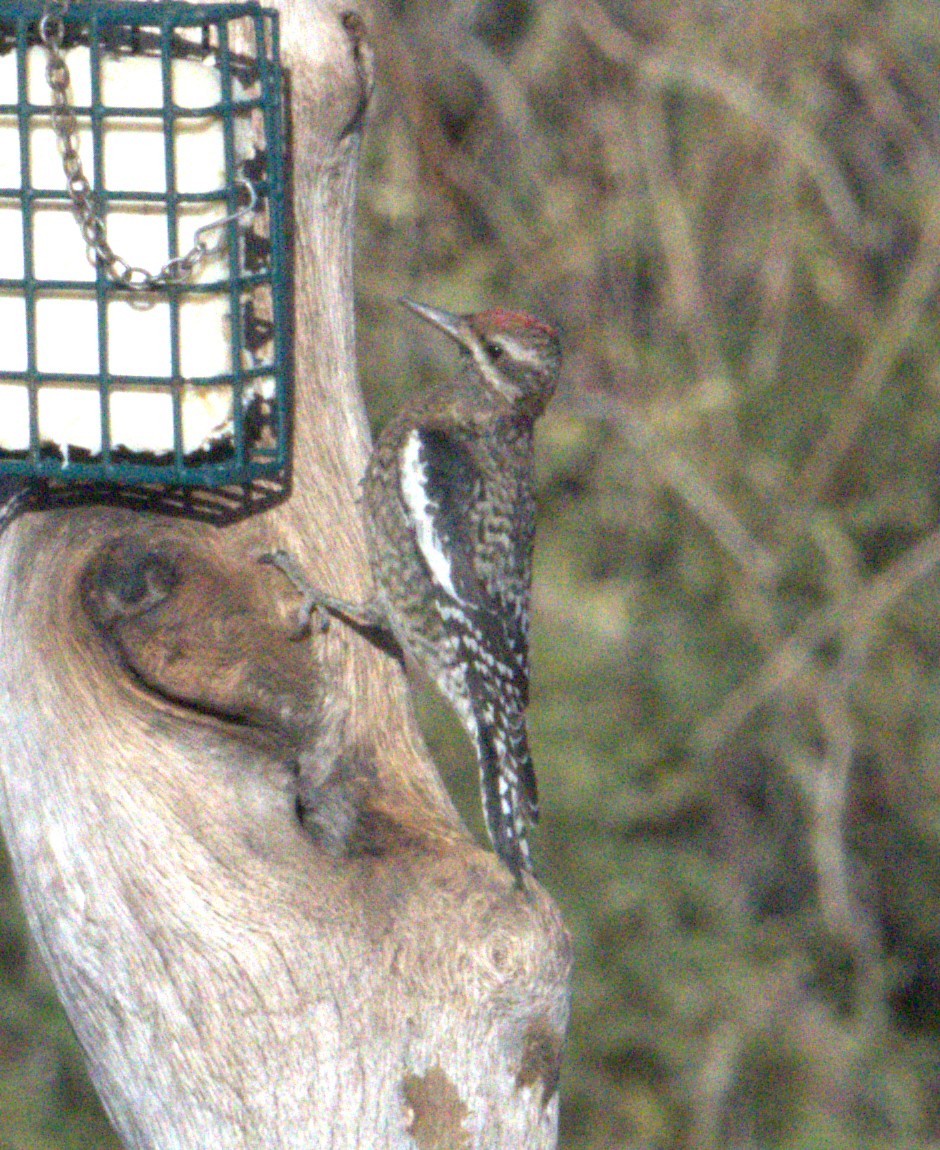 Yellow-bellied Sapsucker - ML628500595